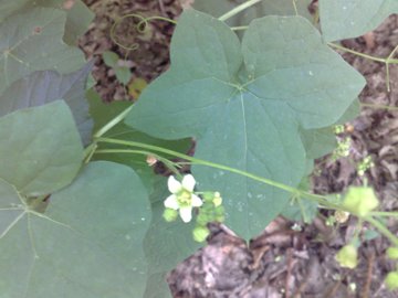 Bryonia dioica